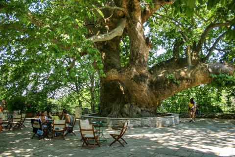 Tsagarada: A relaxing spot, shaded by a huge tree.