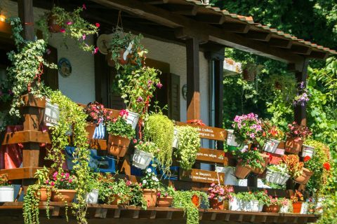 Kissos: A tavern, beautifully decorated with lovely flowers.