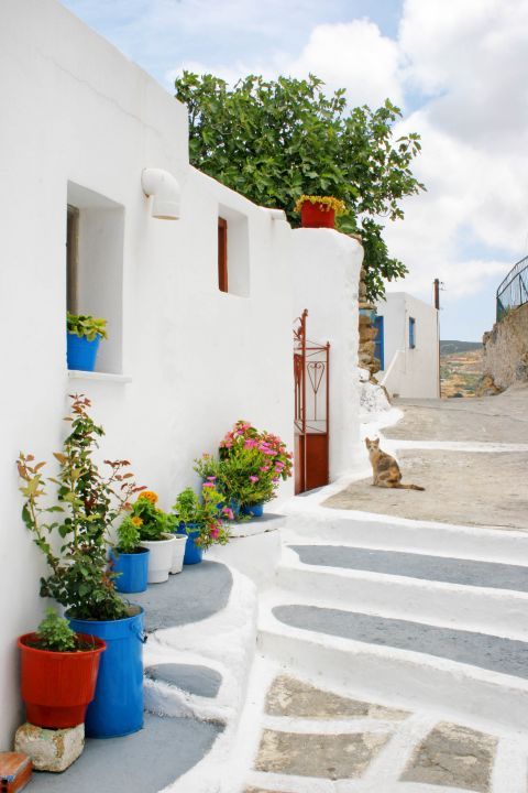 Glinado: Beautiful flower pots outside a Cycladic house