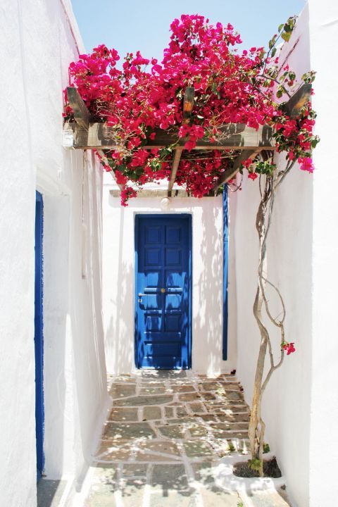 Chora: Lovely, fuchsia flowers decorate almost every house in Folegandros.