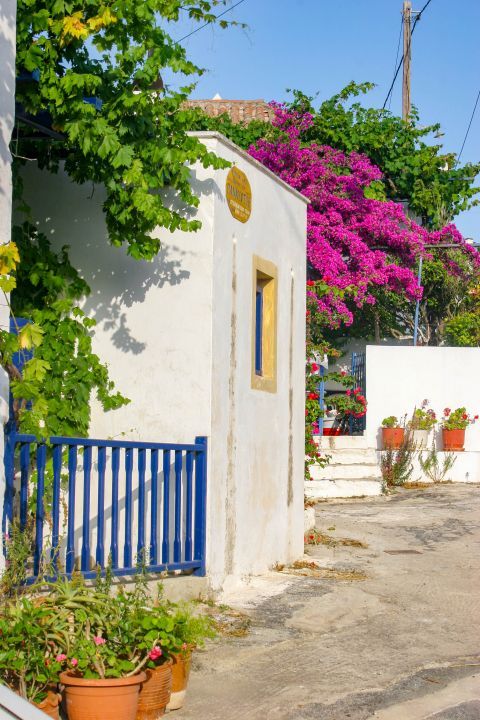 Mylopotamos: Bloomed flowers in cozy yards.