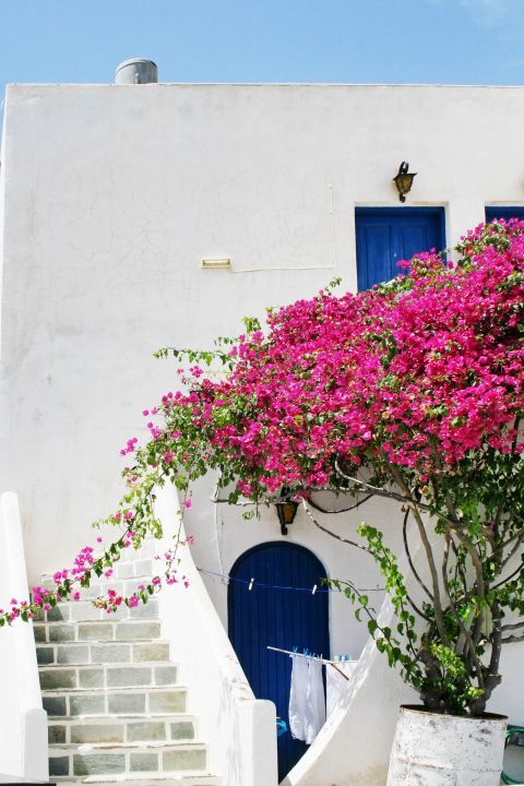 Agios Giorgios: Fuchsia flowers outside a Cycladic house