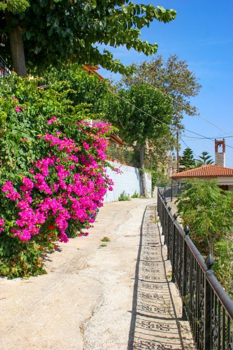 Town: Lush vegetation and colorful flowers.