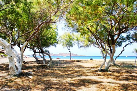 Piperi: Trees at Piperi beach