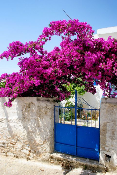 Tripodes: Beautiful flowers and Cycladic houses