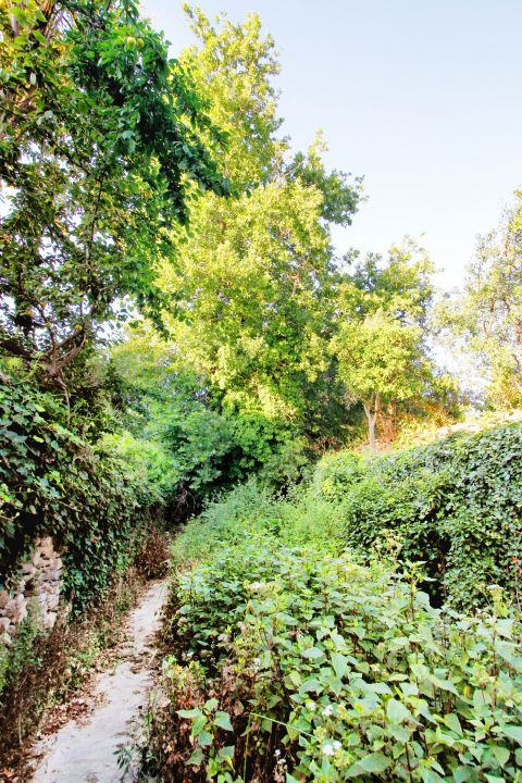 Potamia: Lush vegetation of Potamia village in Naxos