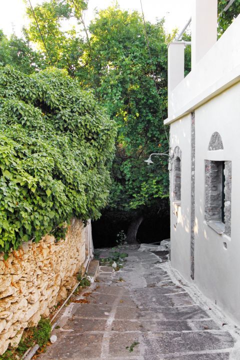 Potamia: A whitewashed house, surrounded by tall trees
