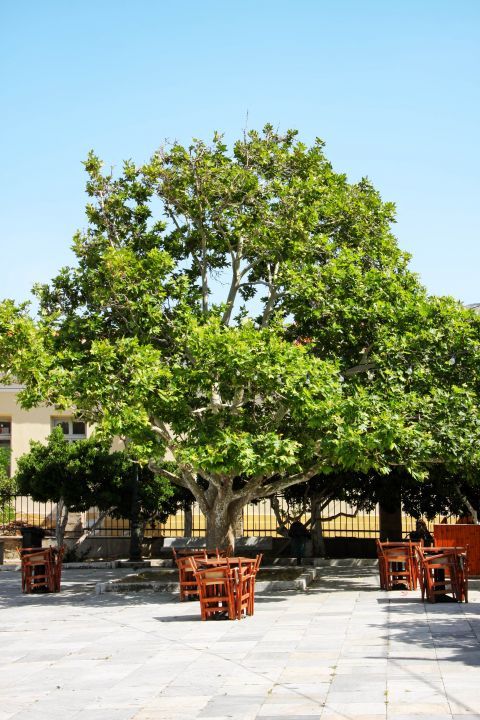 Chora: Eat and drink under the shade of trees. Chora, Andros.
