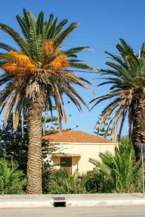 Platanias Village: Impressive palm trees