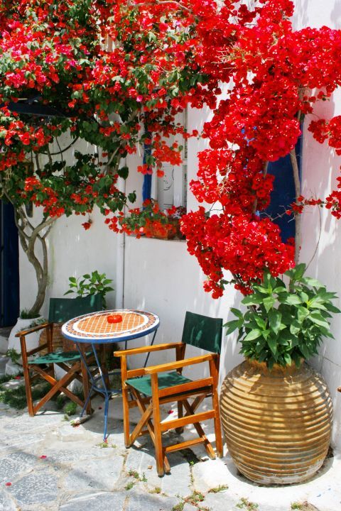 Chora: Enjoy your coffee under the shade of colorful flowers.