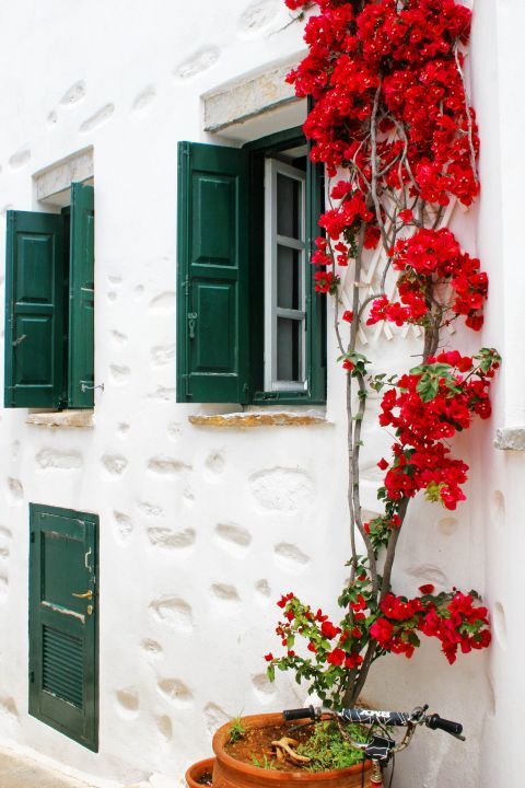 Chora: A whitewashed house with green-colored shutters and a colorful flower.