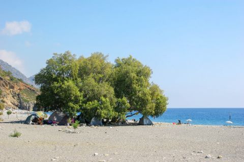 Sougia: A beautiful tree on Sougia beach
