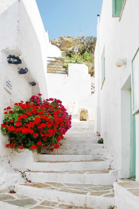 Chora: A bush with colorful flowers on a whitewashed alley.